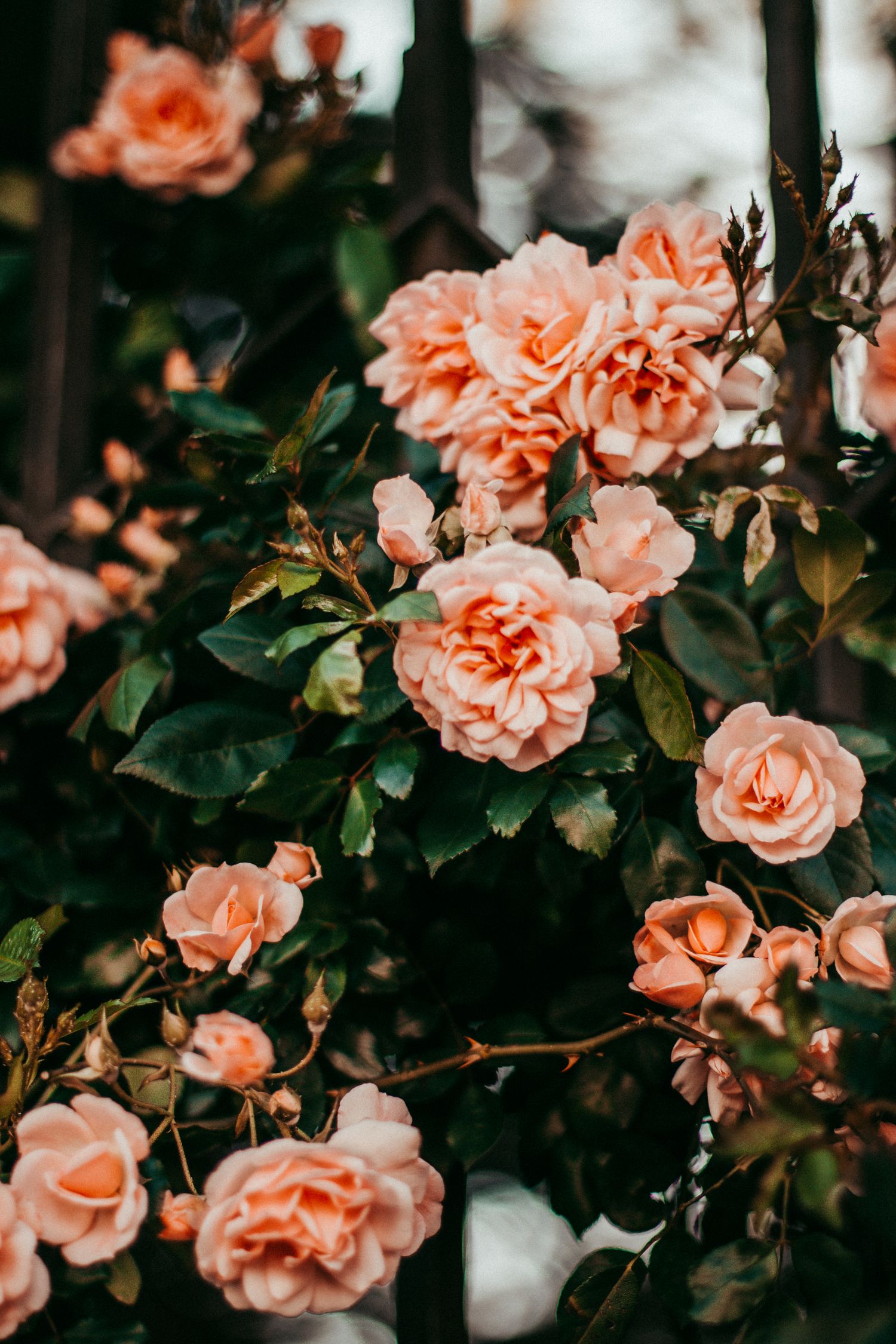Soft peach garden roses