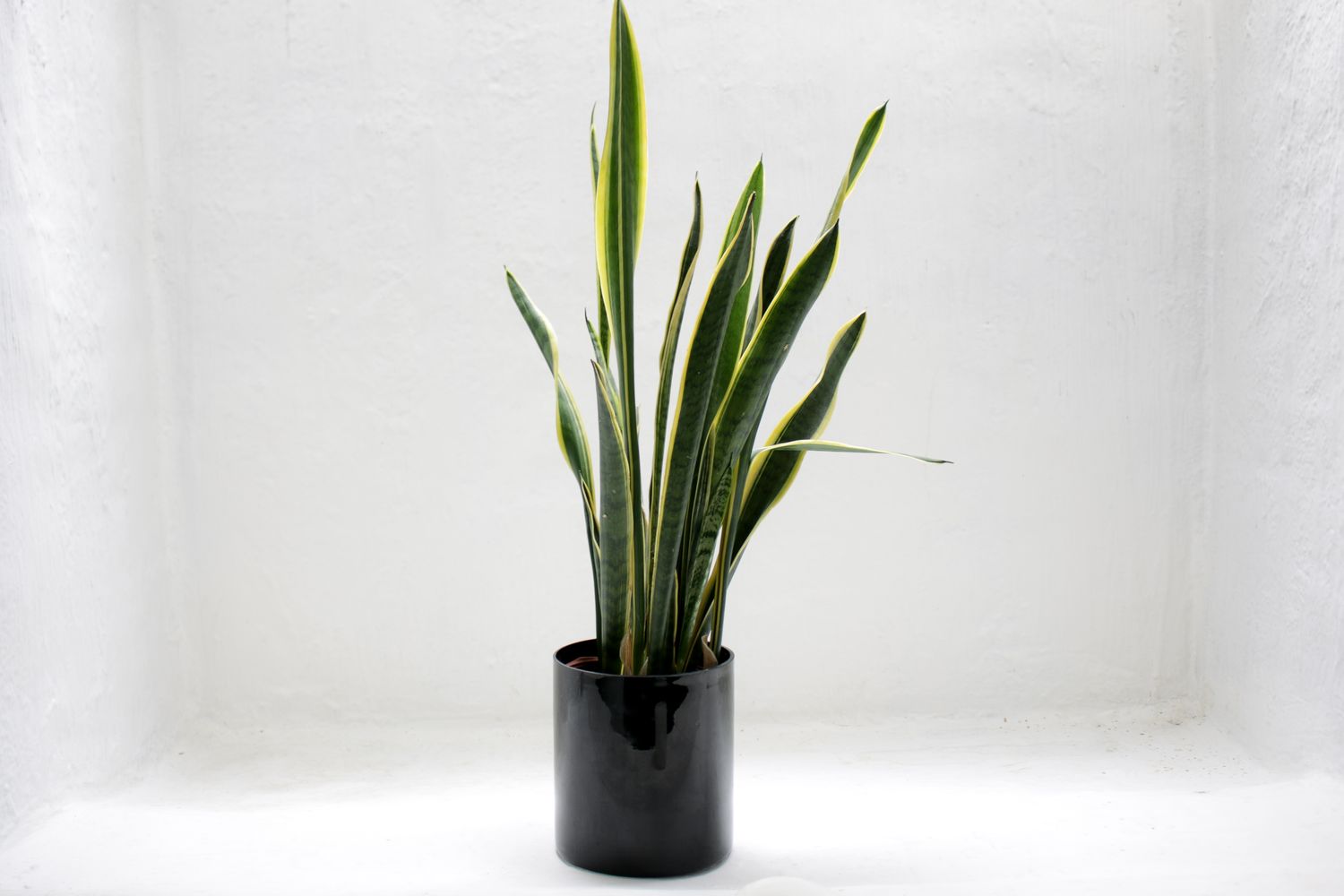Potted plant