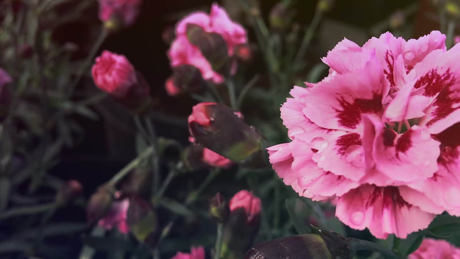 Pink carnations in soft evening light