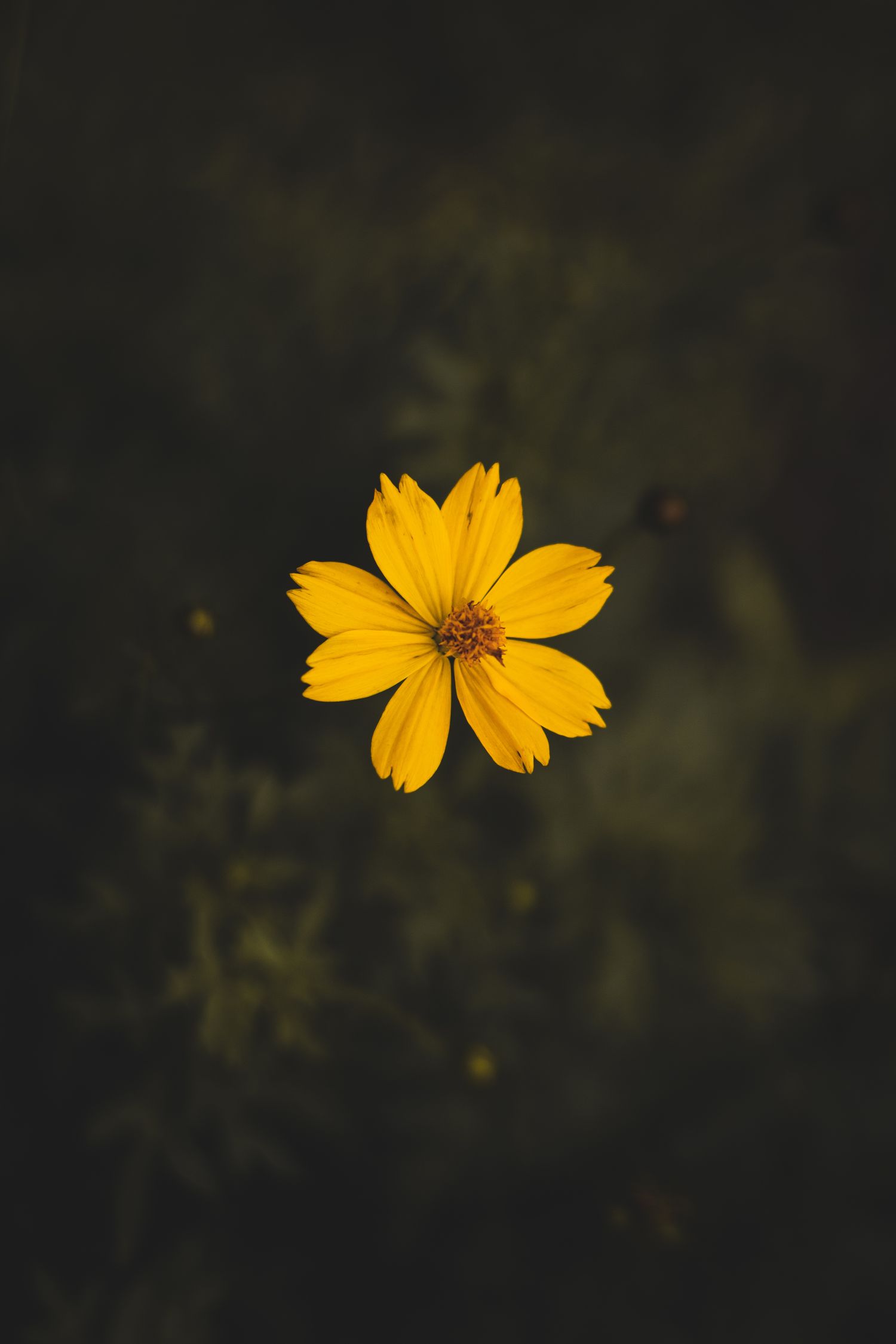 Yellow daisy